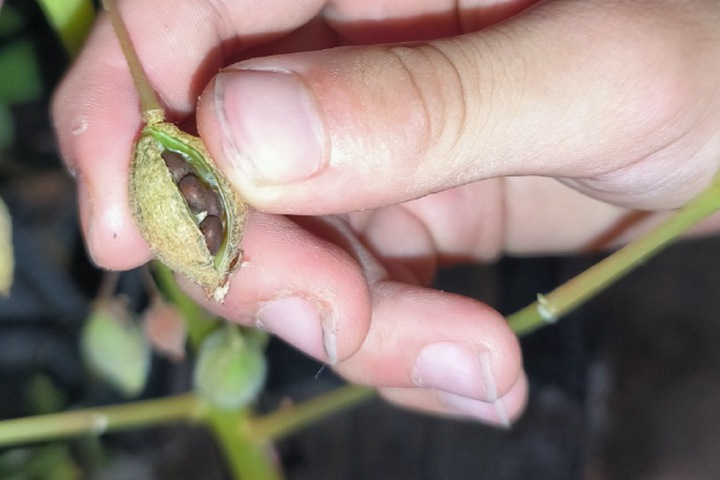 凤仙花种子的传播方式