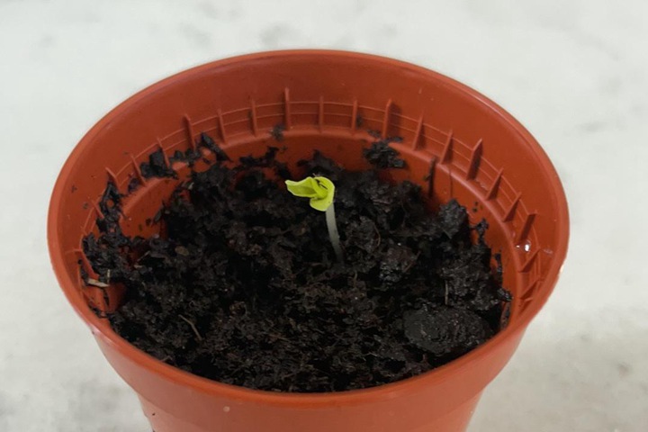 蜀葵种子发芽过程(多图)