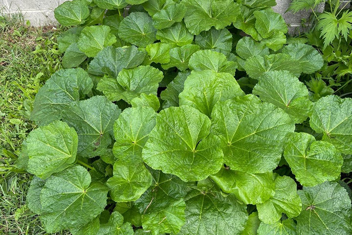 蜀葵种子发芽过程(多图)