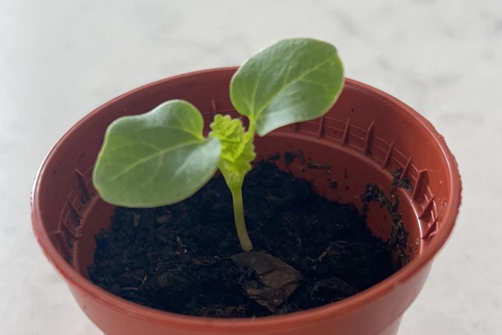 蜀葵种子发芽过程(多图)