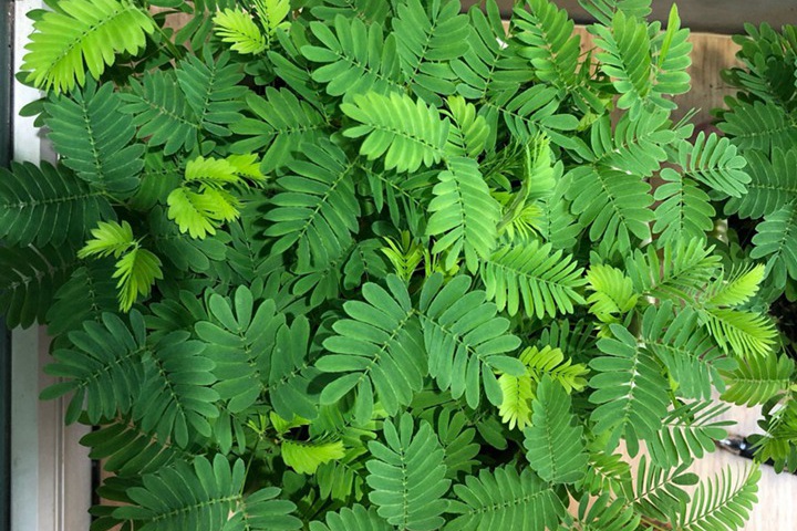 如何养好含羞草盆栽