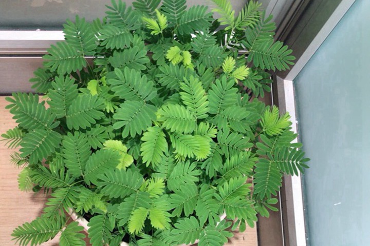 如何养好含羞草盆栽
