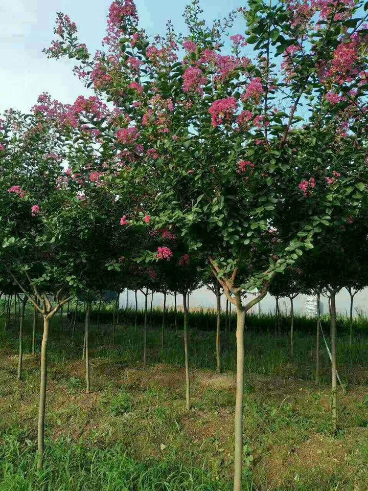 九月开什么花(最具代表的十种花卉推荐)