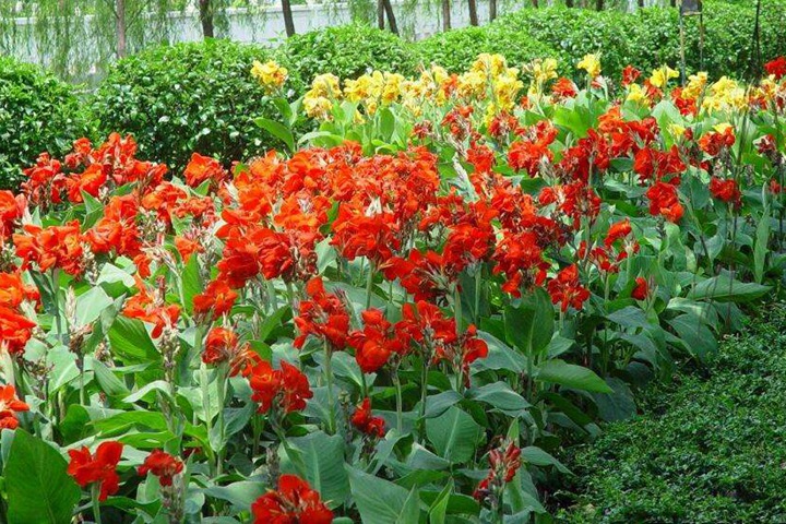 九月开什么花(最具代表的十种花卉推荐)