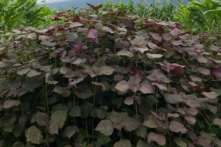 紫苏种植种子什么时候种植，种植后多久发芽