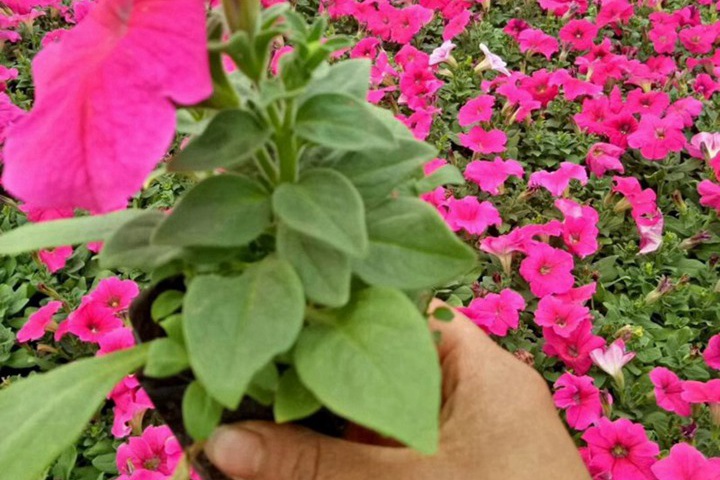 指甲花是什么花