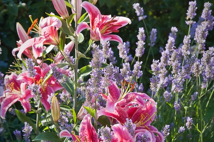 百合花花语寓意解析