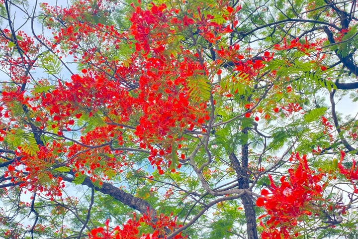 凤凰花什么时候开