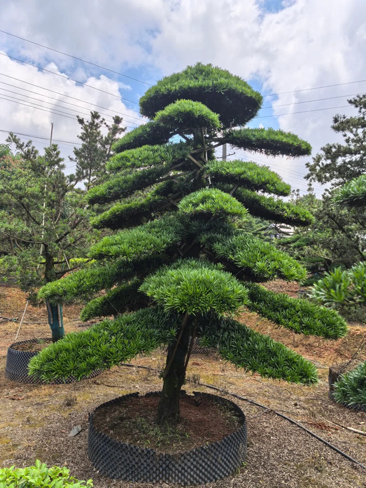 罗汉松怎么养才能长得好
