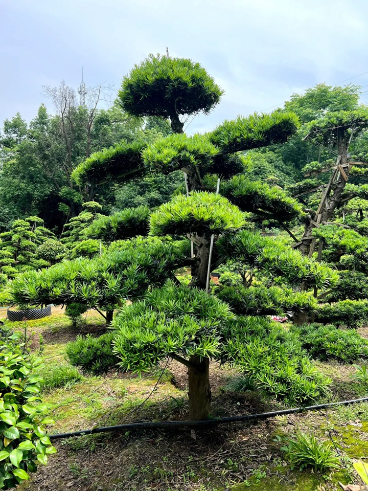罗汉松怎么养才能长得好