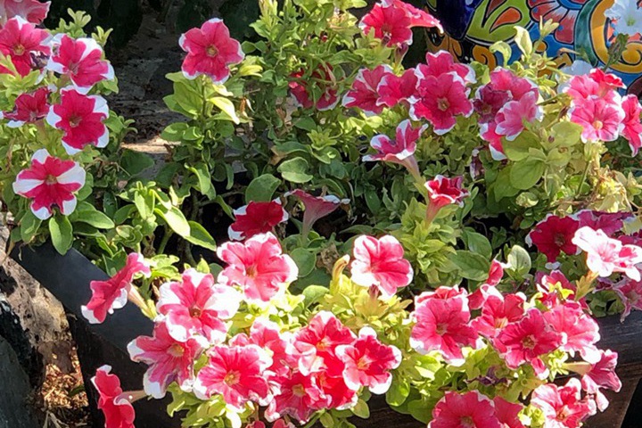牵牛花有毒吗