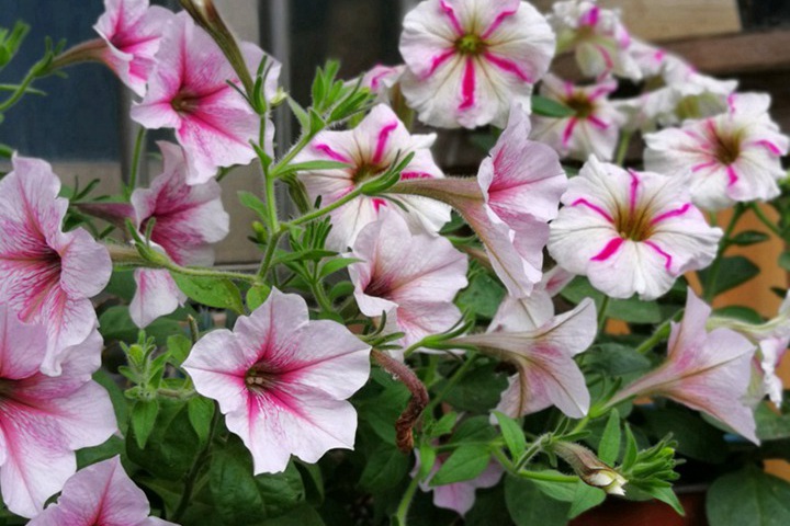 牵牛花有毒吗