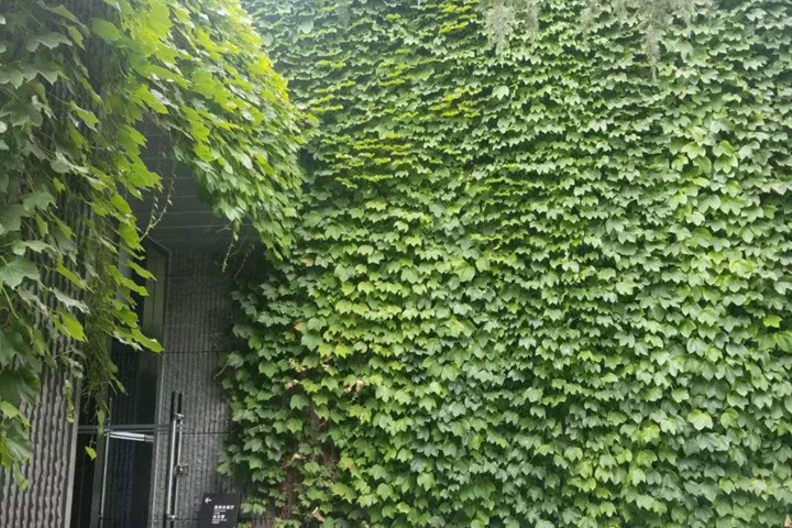 爬山虎有毒吗