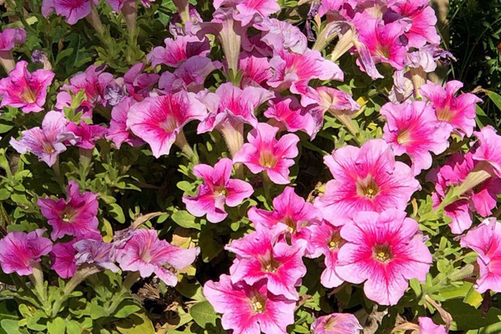 牵牛花是什么颜色的