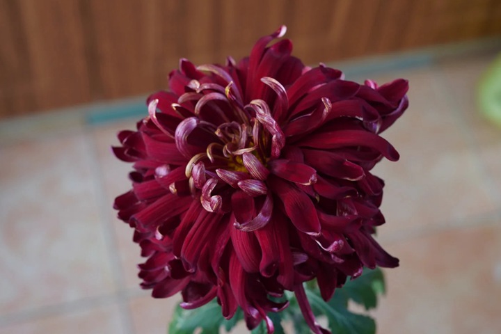 墨菊是什么颜色,有哪些品种