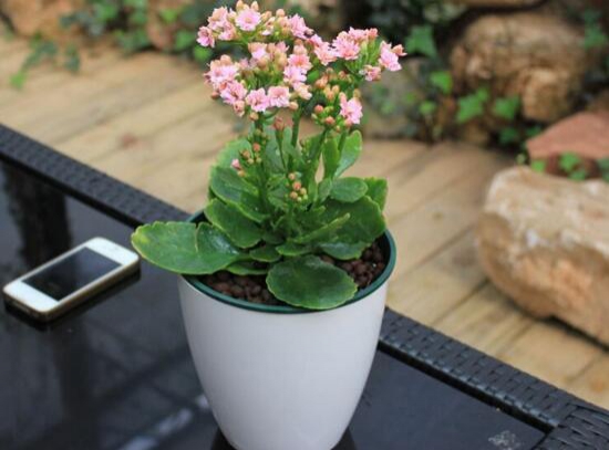 冬天有什么花开(冬季耐寒花卉推荐)