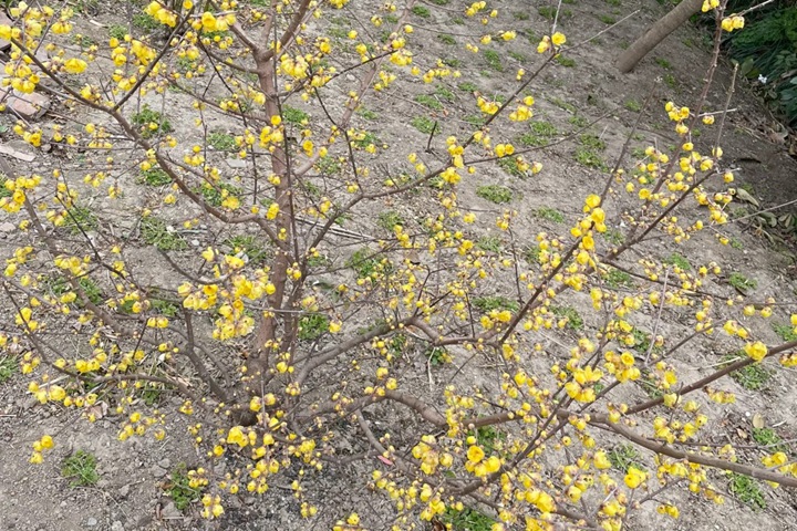 冬天有什么花开(冬季耐寒花卉推荐)