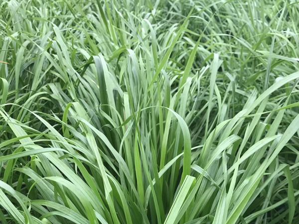 黑龙江地区适合种植什么牧草