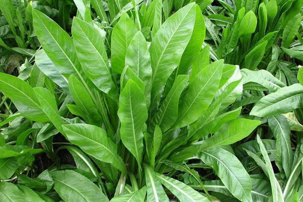 黑龙江地区适合种植什么牧草