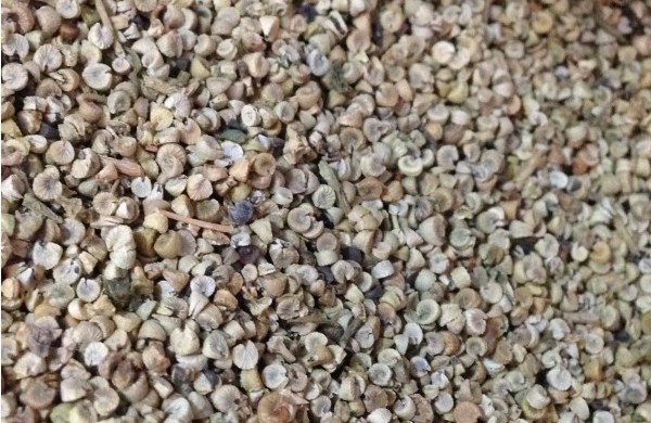 马洛葵种子什么时候播种好