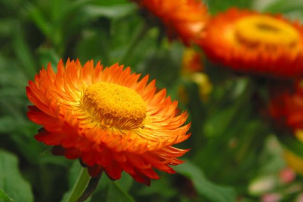 麦杆菊种子播种几天发芽,多久开花