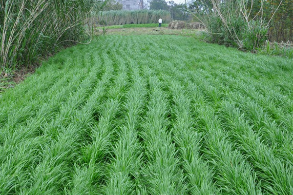 黑龙江种植什么牧草合适