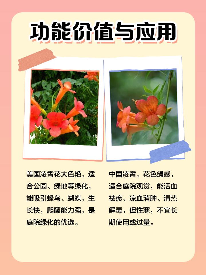中国凌霄花与美国凌霄花有什么区别?