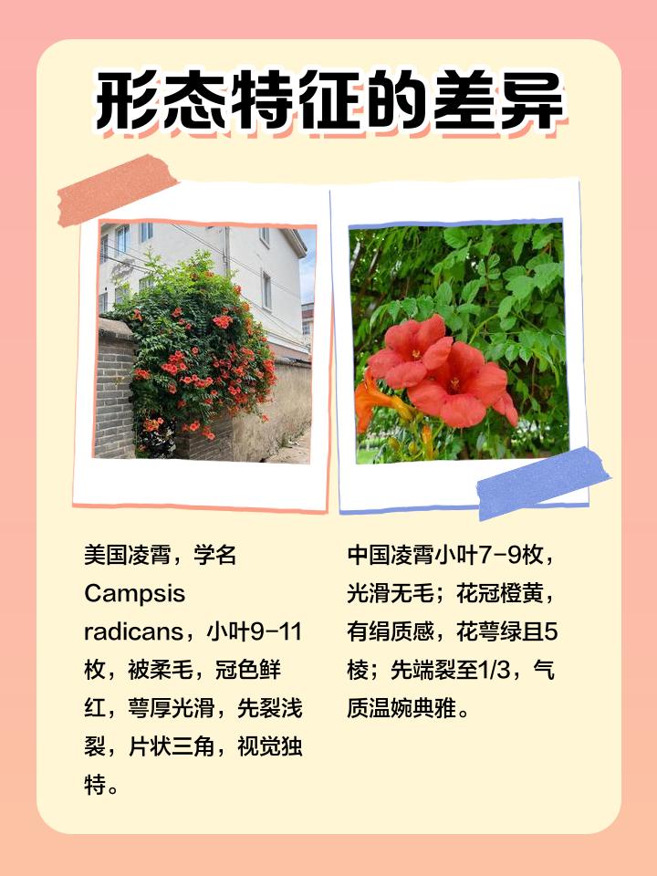 中国凌霄花与美国凌霄花有什么区别?
