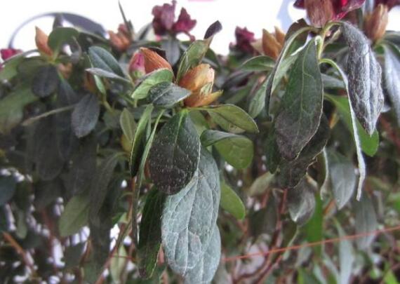 茶花一年能够开几次花