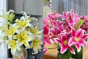 香水百合花有毒吗？