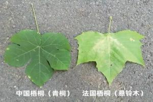 法国梧桐和中国梧桐的区别