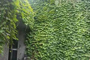 爬山虎有毒吗