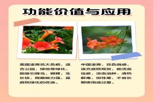 中国凌霄花与美国凌霄花有什么区别?