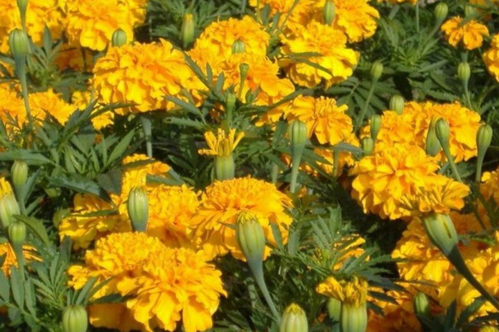 黄菊花一般在什么时候开花？