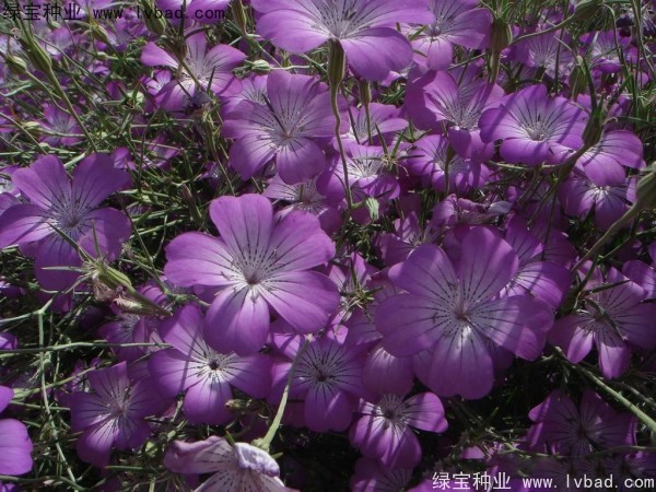 麦仙翁什么时间播种，什么时候开花