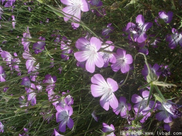 麦仙翁什么时间播种，什么时候开花