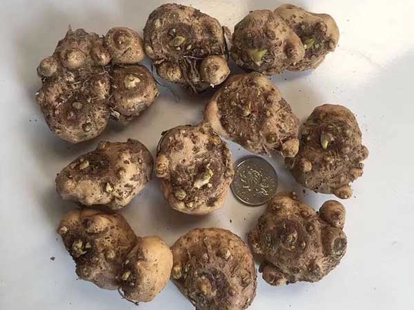 马蹄花的详细种植方法和注意事项