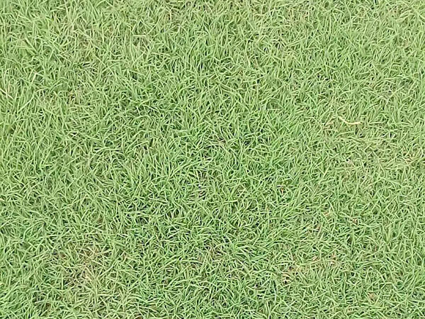 适合夏季使用的草坪品种