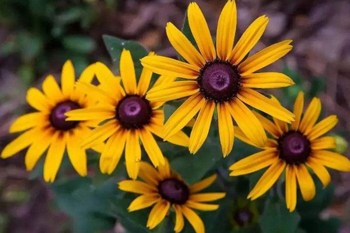 黑心金光菊的花期有多长