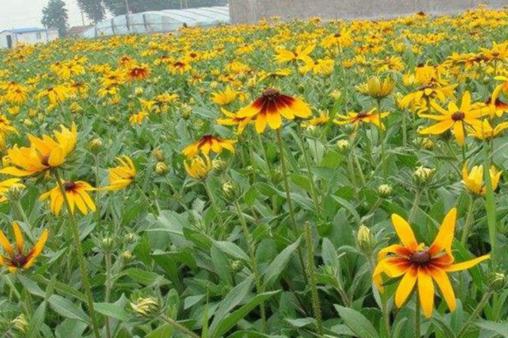 黑心金光菊的花期有多长