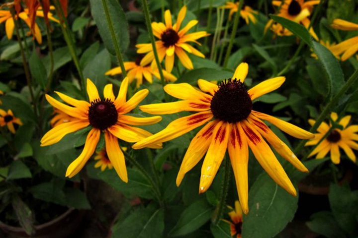 黑心金光菊的花期有多长