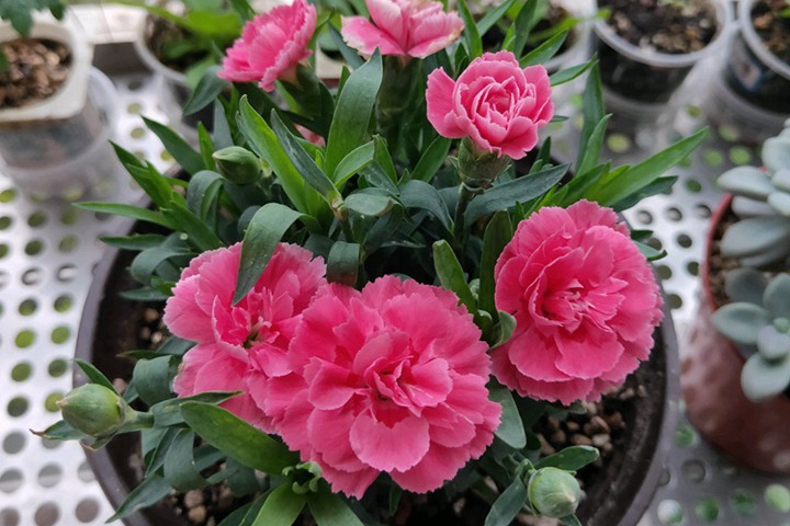 康乃馨的花语代表什么