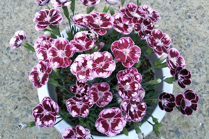 康乃馨的花语代表什么