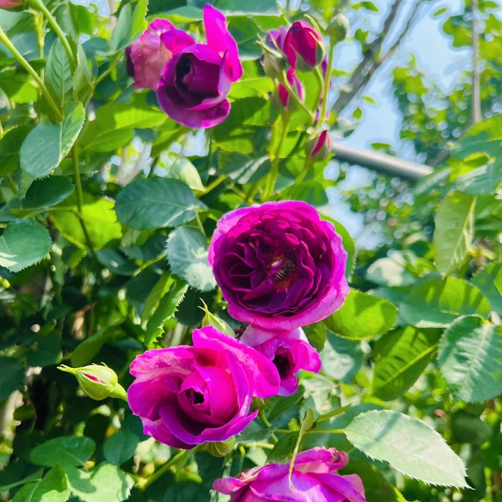 比利时月季怎么样