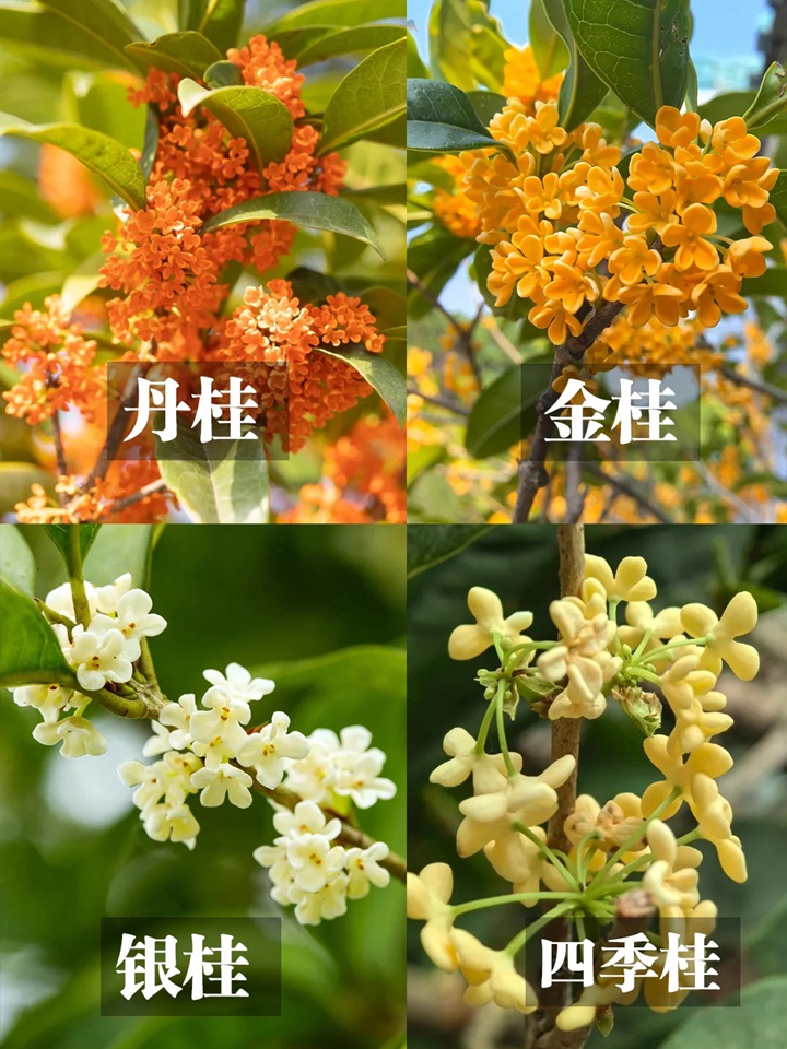 桂花几月份开花