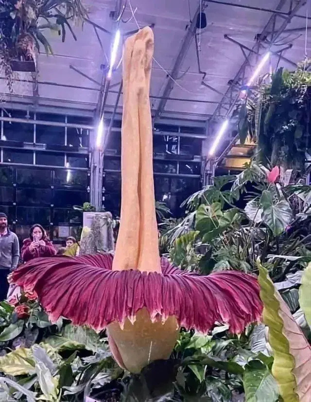 世界上什么花最大