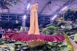 世界上什么花最大