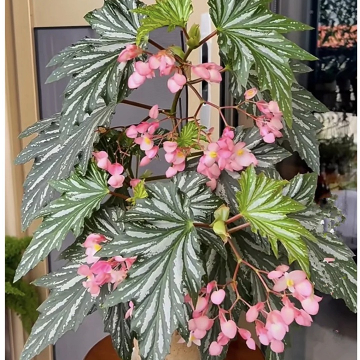 九月都有什么花开？