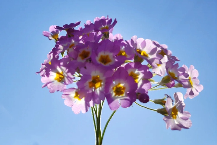 樱花草的花语是什么