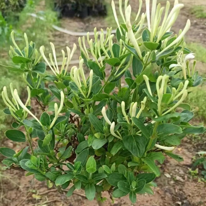 四季金银花种植技术